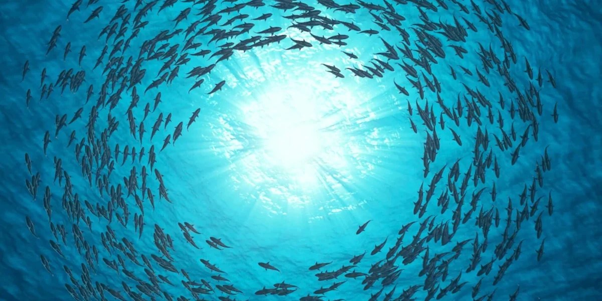 Un grand banc de poissons nage en formation circulaire sous l'eau, la lumière du soleil traversant l'eau bleue depuis le haut et créant un centre lumineux.