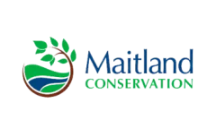 Logo de Maitland Conservation représentant une feuille verte stylisée et un motif d'eau bleue dans une forme circulaire à gauche des mots Maitland CONSERVATION écrits en bleu et en vert.