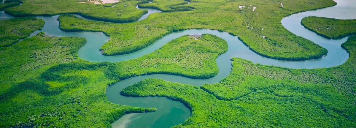 Vue aérienne d'une rivière sinueuse traversant une forêt de mangroves dense et verdoyante, avec une eau claire et bleue qui serpente au milieu d'une végétation luxuriante et de petites parcelles de terre ouverte.