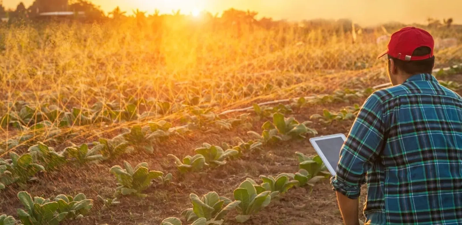 Une personne portant une casquette rouge et une chemise à carreaux tient une tablette tout en inspectant des cultures vertes dans un champ au coucher du soleil, la lumière dorée du soleil illuminant les rangées de plantes.