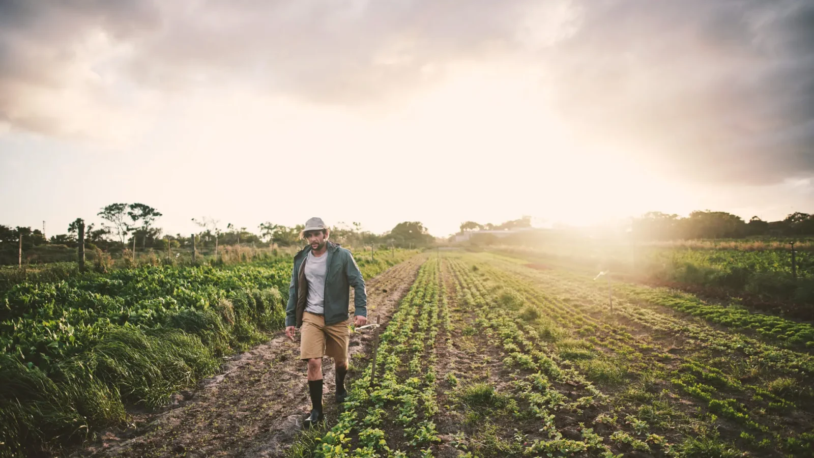 Une personne portant un chapeau, une veste et des bottes marche à travers les rangées de cultures d'une ferme au coucher du soleil, la lumière du soleil illuminant les plantes vertes et les nuages spectaculaires dans le ciel.