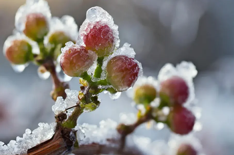 Gros plan sur plusieurs baies rouges et vertes recouvertes d'une couche de glace, avec des stalactites qui pendent de la branche. L'arrière-plan est flou, ce qui met en valeur les bourgeons gelés et leur couche de givre.
