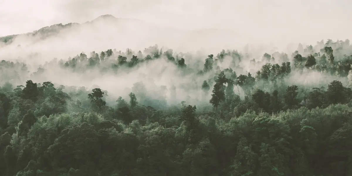 Le brouillard s'infiltre dans une forêt dense et verdoyante composée de grands arbres. La brume obscurcit partiellement la cime des arbres et l'on aperçoit le contour d'une montagne à l'arrière-plan. La scène semble calme et sereine.